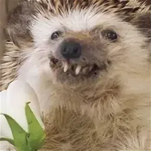 я ёжик, грустный ёжик