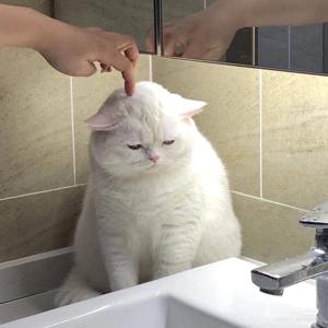 котч