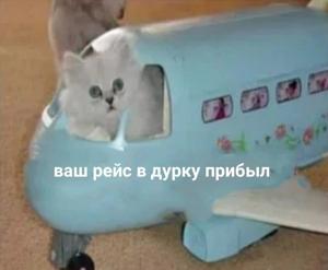 恶魔  猫